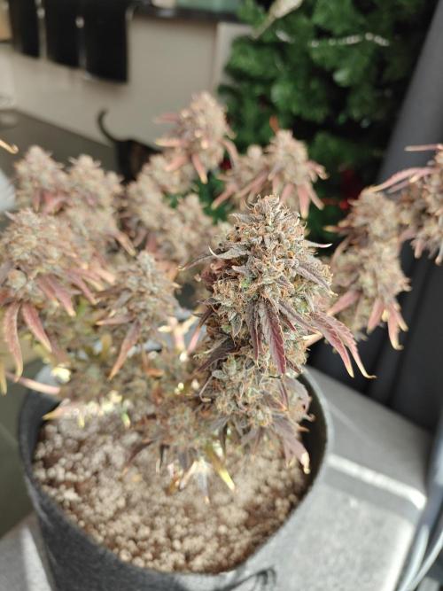 Apple Fritter Auto by RQS - Comm. grow!. Week 12