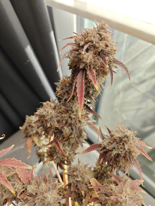 Apple Fritter Auto by RQS - Comm. grow!. Week 12