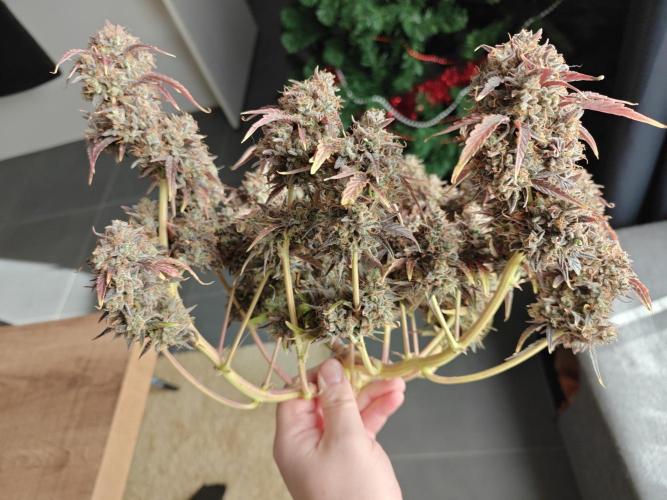 Apple Fritter Auto by RQS - Comm. grow!. Week 12