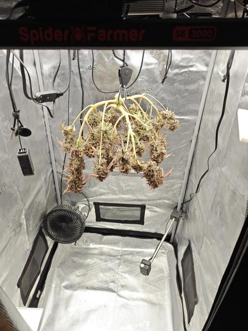 Apple Fritter Auto by RQS - Comm. grow!. Week 12