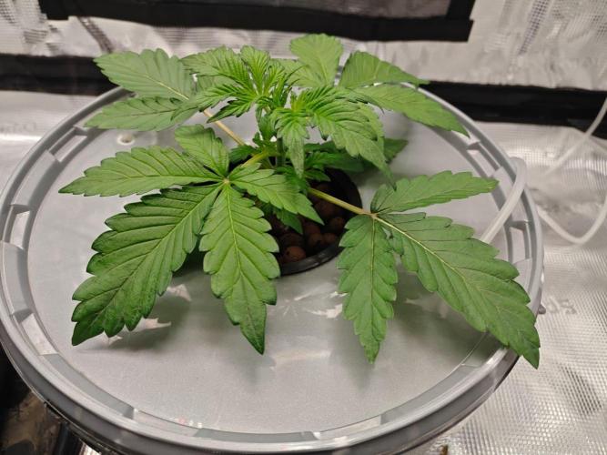 Stress Killer CBD Auto Royal Queen Seeds. Week 3 - Day 19