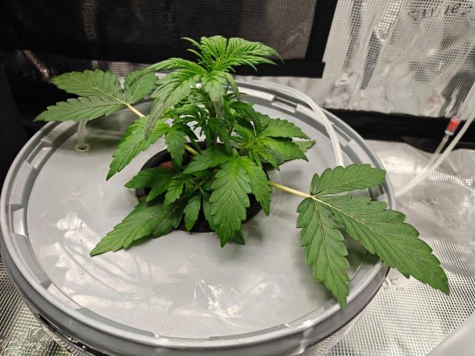 Stress Killer CBD Auto Royal Queen Seeds. Week 4 - Day 22