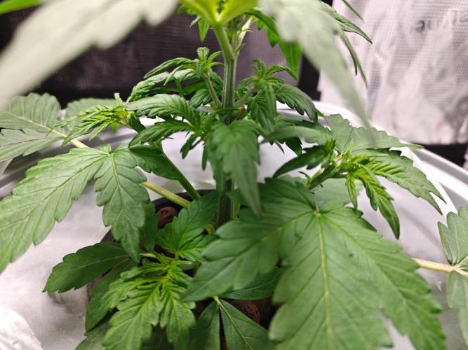 Stress Killer CBD Auto Royal Queen Seeds. Week 4 - Day 23