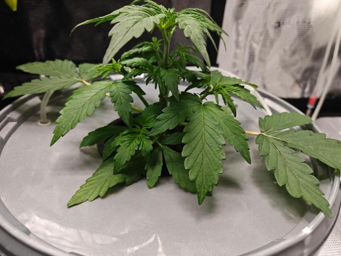 Stress Killer CBD Auto Royal Queen Seeds. Week 4 - Day 23