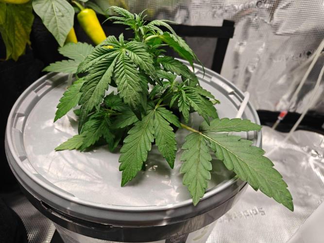 Stress Killer CBD Auto Royal Queen Seeds. Week 4 - Day 24