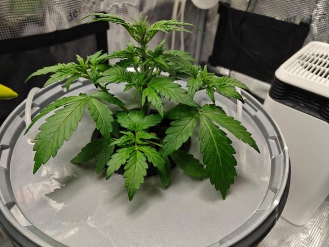 Stress Killer CBD Auto Royal Queen Seeds. Week 4 - Day 24