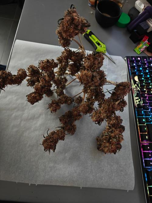 Apple Fritter Auto by RQS - Comm. grow!. Week 12 - Trimming time!