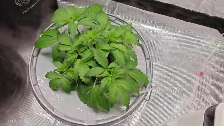 Stress Killer CBD Auto Royal Queen Seeds