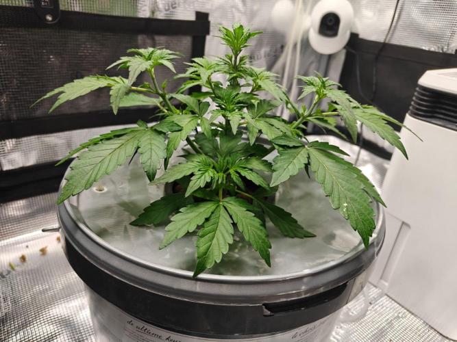 Stress Killer CBD Auto Royal Queen Seeds. Week 4 - Day 27