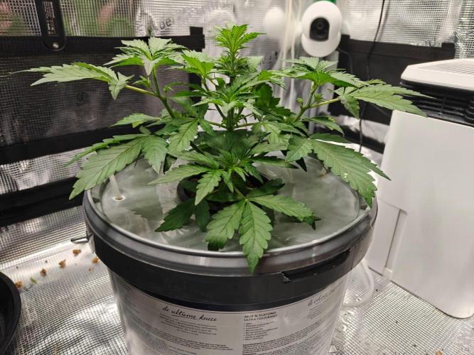 Stress Killer CBD Auto Royal Queen Seeds. Week 4 - Day 28