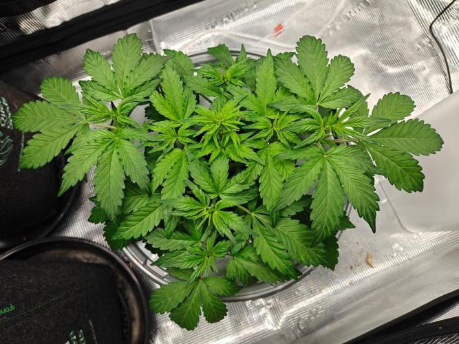 Stress Killer CBD Auto Royal Queen Seeds. Week 5 - Day 29