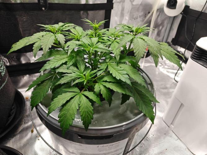 Stress Killer CBD Auto Royal Queen Seeds. Week 5 - Day 29