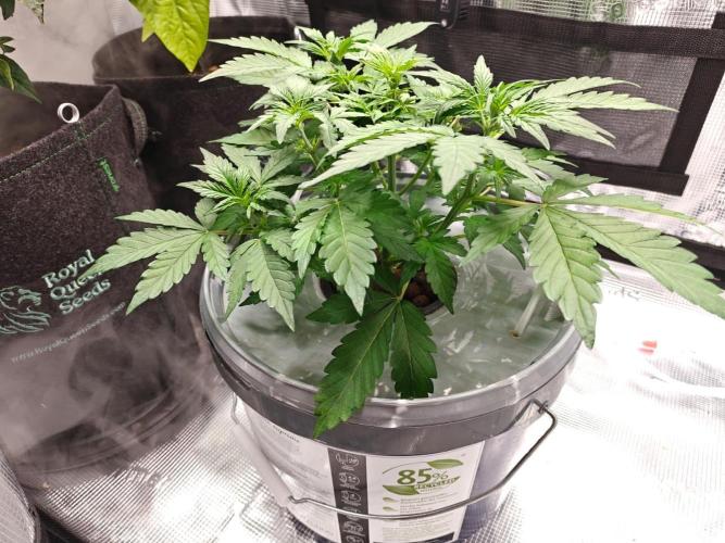 Stress Killer CBD Auto Royal Queen Seeds. Week 5 - Day 30