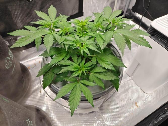 Stress Killer CBD Auto Royal Queen Seeds. Week 5 - Day 30