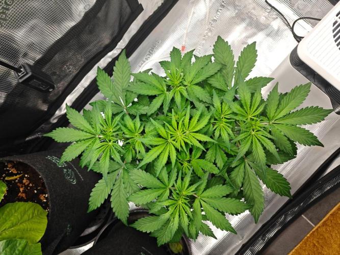 Stress Killer CBD Auto Royal Queen Seeds. Week 5 - Day 33