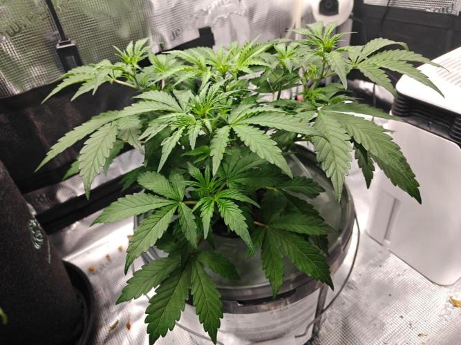 Stress Killer CBD Auto Royal Queen Seeds. Week 5 - Day 33