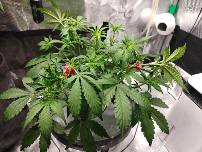 Stress Killer CBD Auto Royal Queen Seeds. Week 5 - Day 35