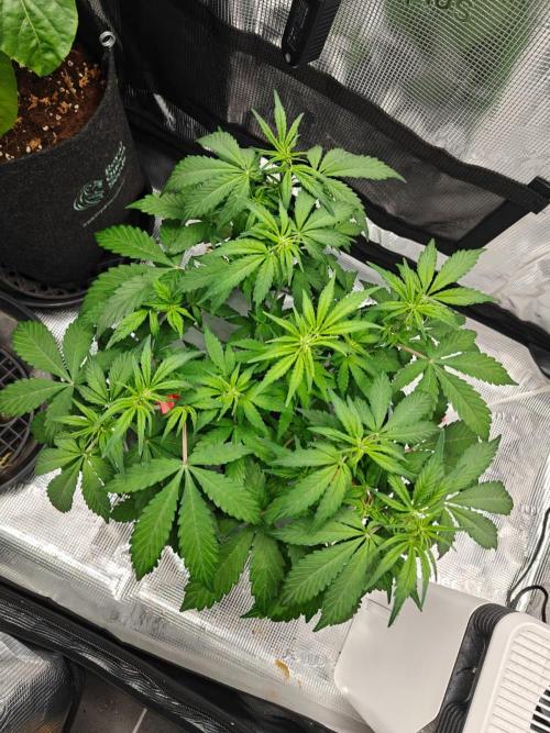 Stress Killer CBD Auto Royal Queen Seeds. Week 6 - Day 36