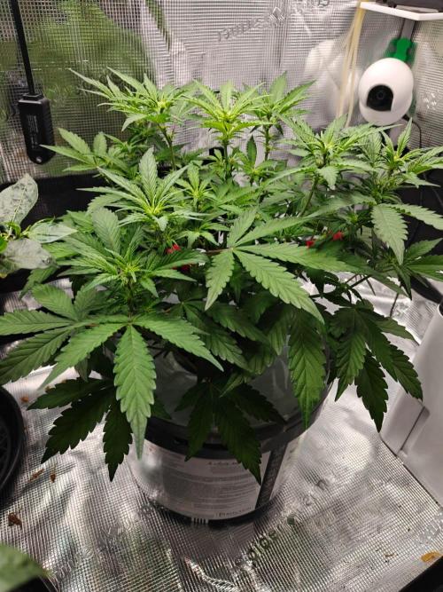 Stress Killer CBD Auto Royal Queen Seeds. Week 6 - Day 38