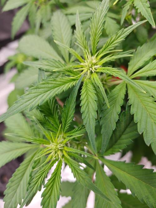 Stress Killer CBD Auto Royal Queen Seeds. Week 6 - Day 40