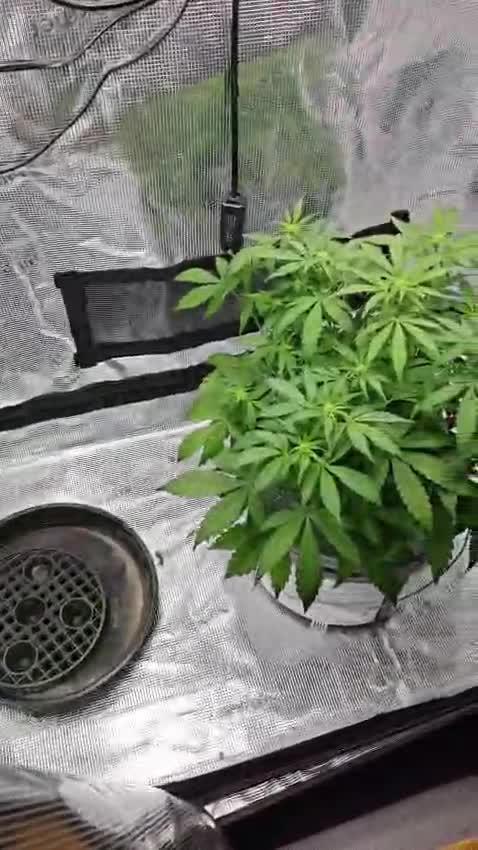 Stress Killer CBD Auto Royal Queen Seeds