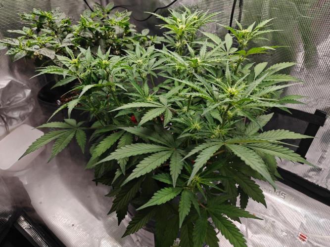 Stress Killer CBD Auto Royal Queen Seeds. Week 6 - Day 42