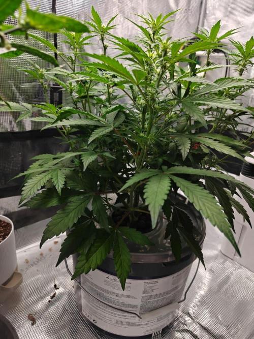 Stress Killer CBD Auto Royal Queen Seeds. Week 6 - Day 42