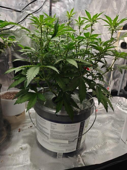 Stress Killer CBD Auto Royal Queen Seeds. Week 6 - Day 42