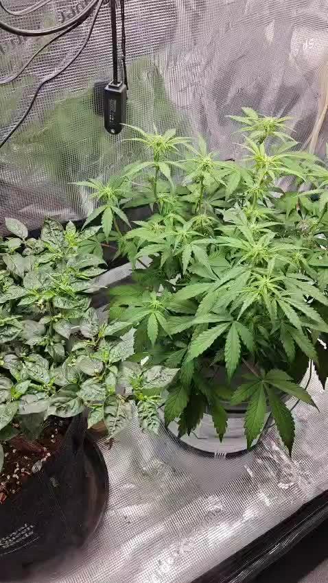 Stress Killer CBD Auto Royal Queen Seeds