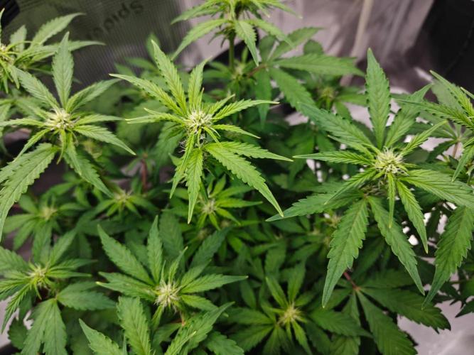 Stress Killer CBD Auto Royal Queen Seeds. Week 7 - Day 43