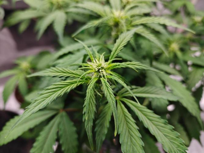 Stress Killer CBD Auto Royal Queen Seeds. Week 7 - Day 43