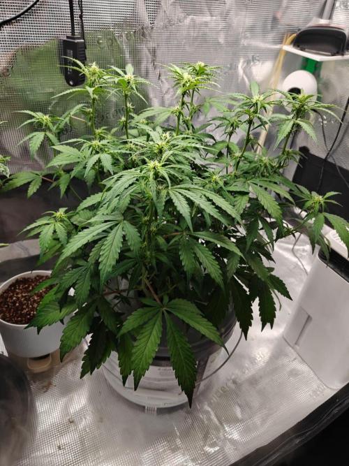 Stress Killer CBD Auto Royal Queen Seeds. Week 7 - Day 43