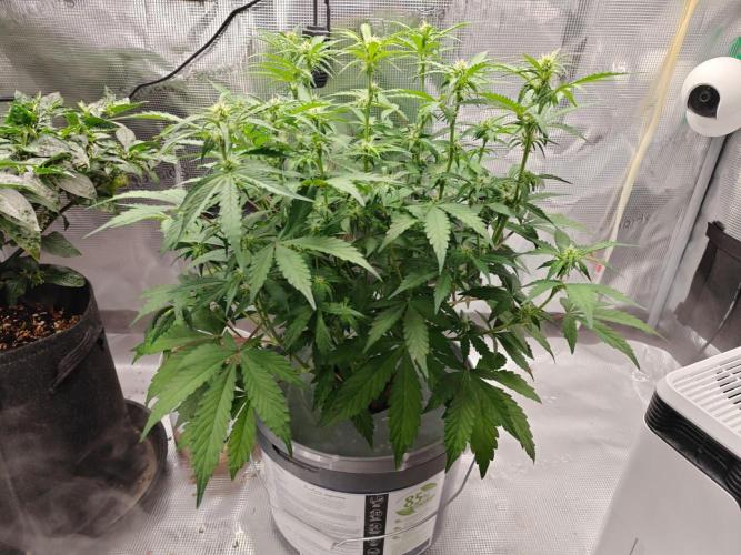 Stress Killer CBD Auto Royal Queen Seeds. Week 7 - Day 44