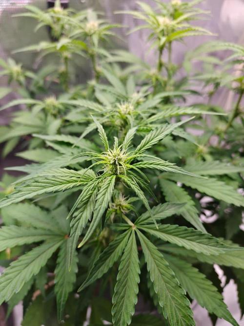 Stress Killer CBD Auto Royal Queen Seeds. Week 7 - Day 44