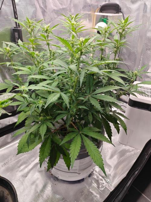 Stress Killer CBD Auto Royal Queen Seeds. Week 7 - Day 45