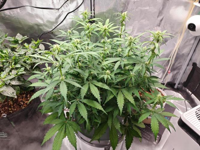 Stress Killer CBD Auto Royal Queen Seeds. Week 7 - Day 46