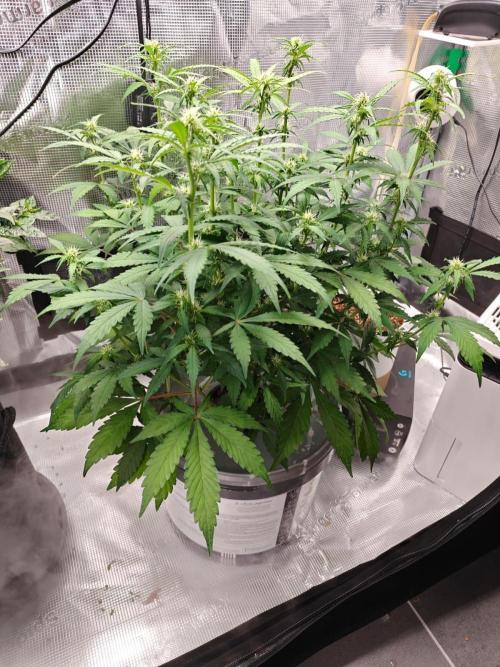 Stress Killer CBD Auto Royal Queen Seeds. Week 7 - Day 46