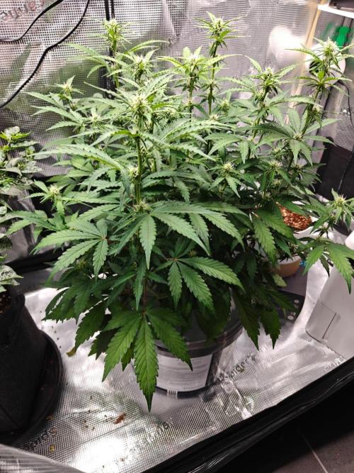 Stress Killer CBD Auto Royal Queen Seeds. Week 7 - Day 47