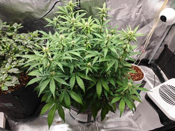Stress Killer CBD Auto Royal Queen Seeds. Week 7 - Day 47