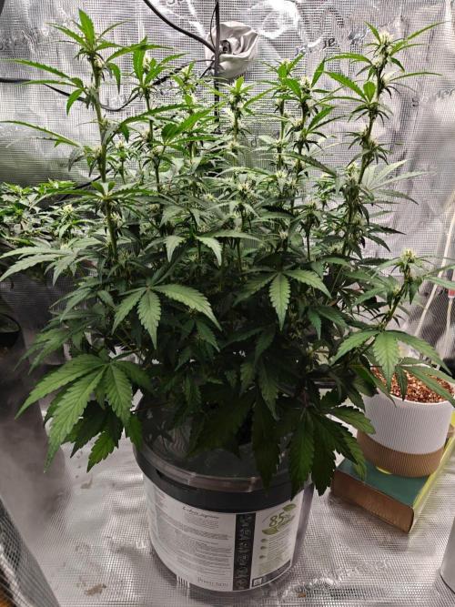 Stress Killer CBD Auto Royal Queen Seeds. Week 7 - Day 48 - before first defoliation