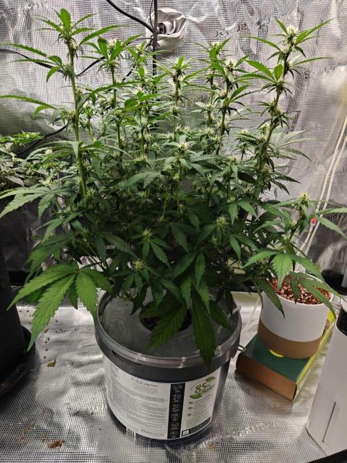 Stress Killer CBD Auto Royal Queen Seeds. Week 7 - Day 48 - after first defoliation
