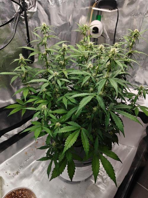 Stress Killer CBD Auto Royal Queen Seeds. Week 7 - Day 49