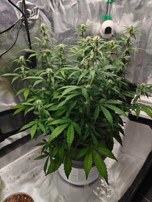 Stress Killer CBD Auto Royal Queen Seeds. Week 8 - Day 50