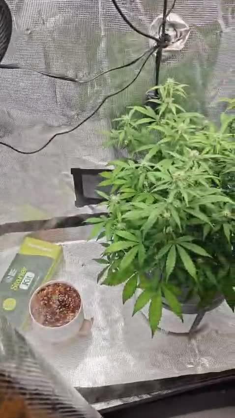 Stress Killer CBD Auto Royal Queen Seeds