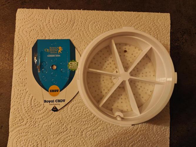 Royal CBDV auto by RQS in 3D printed pot. Week 0 - Germination day 01/02/2026