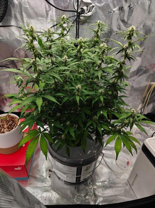 Stress Killer CBD Auto Royal Queen Seeds. Week 8 - Day 53