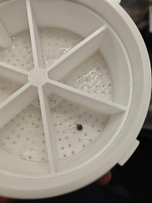 Royal CBDV auto by RQS in 3D printed pot. Week 0 - Seed popped 03/02/2026