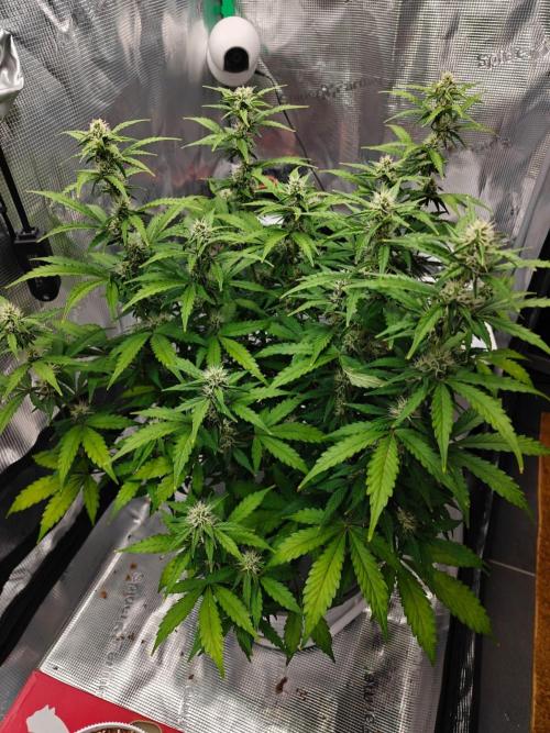 Stress Killer CBD Auto Royal Queen Seeds. Week 8 - Day 55