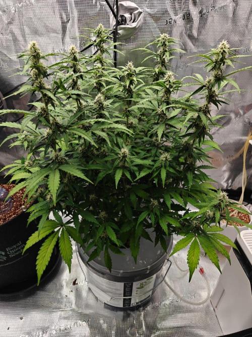 Stress Killer CBD Auto Royal Queen Seeds. Week 8 - Day 56