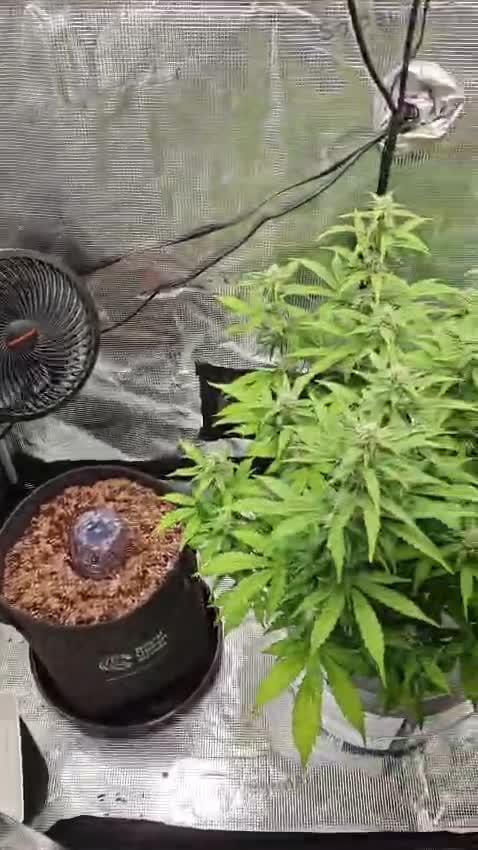 Stress Killer CBD Auto Royal Queen Seeds